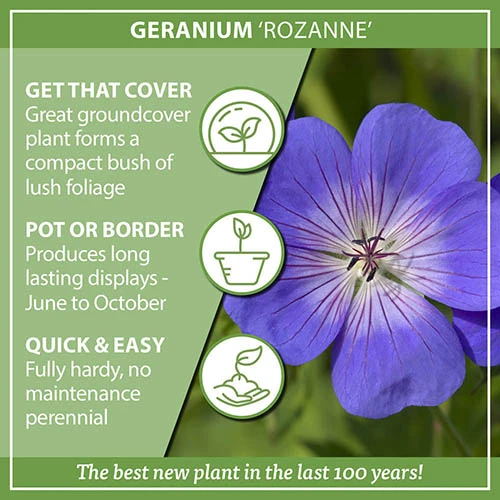 Hardy Geranium 'Rozanne' - RHS Plant Of The Centenary 8 Hardy Geranium 'Rozanne' - RHS Plant Of The Centenary - Image 6