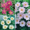 Hardy Japanese Anemone Collection -Yougarden Shop 480128