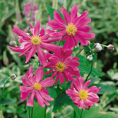 Hardy Japanese Anemone Collection 4 Hardy Japanese Anemone Collection - Image 2