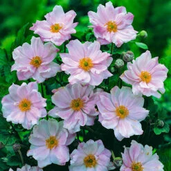 Hardy Japanese Anemone Collection 11 Hardy Japanese Anemone Collection -Yougarden Shop 480128 2