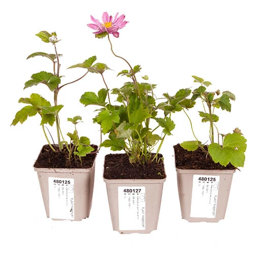 Hardy Japanese Anemone Collection 7 Hardy Japanese Anemone Collection - Image 5