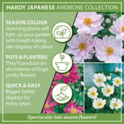 Hardy Japanese Anemone Collection 14 Hardy Japanese Anemone Collection -Yougarden Shop 480128 5