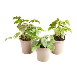 Hardy Japanese Anemone Collection 15 Hardy Japanese Anemone Collection -Yougarden Shop 480128 6