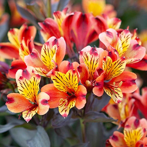 Hardy Alstroemeria 'Indian Summer' 3 Hardy Alstroemeria 'Indian Summer'