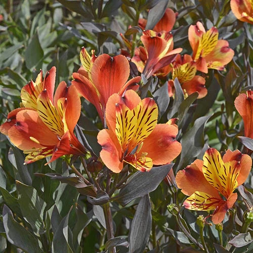 Hardy Alstroemeria 'Indian Summer' 4 Hardy Alstroemeria 'Indian Summer' - Image 2