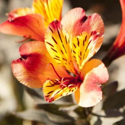Hardy Alstroemeria 'Indian Summer' 11 Hardy Alstroemeria 'Indian Summer' -Yougarden Shop 480255 2