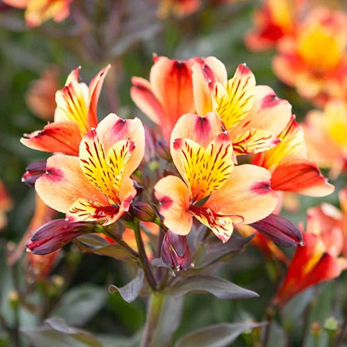 Hardy Alstroemeria 'Indian Summer' 6 Hardy Alstroemeria 'Indian Summer' - Image 4