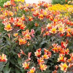 Hardy Alstroemeria 'Indian Summer' 13 Hardy Alstroemeria 'Indian Summer' -Yougarden Shop 480255 4