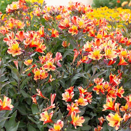 Hardy Alstroemeria 'Indian Summer' 7 Hardy Alstroemeria 'Indian Summer' - Image 5