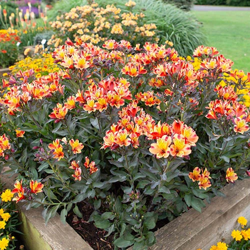 Hardy Alstroemeria 'Indian Summer' 8 Hardy Alstroemeria 'Indian Summer' - Image 6