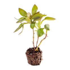 Hardy Alstroemeria 'Indian Summer' 15 Hardy Alstroemeria 'Indian Summer' -Yougarden Shop 480255 6