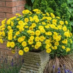 Power Daisy Collection -Yougarden Shop 480393 2