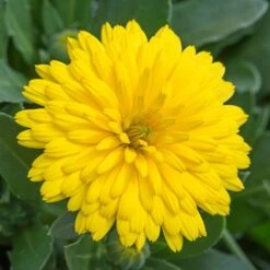 Power Daisy Collection -Yougarden Shop 480393 4