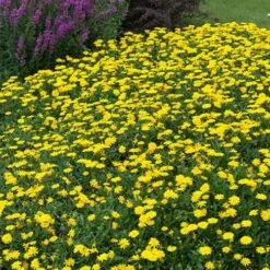 Power Daisy Collection -Yougarden Shop 480393 6