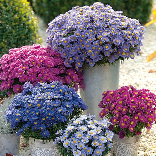 Aster Dumosus 'Autumn Jewels' 3 Aster Dumosus 'Autumn Jewels'