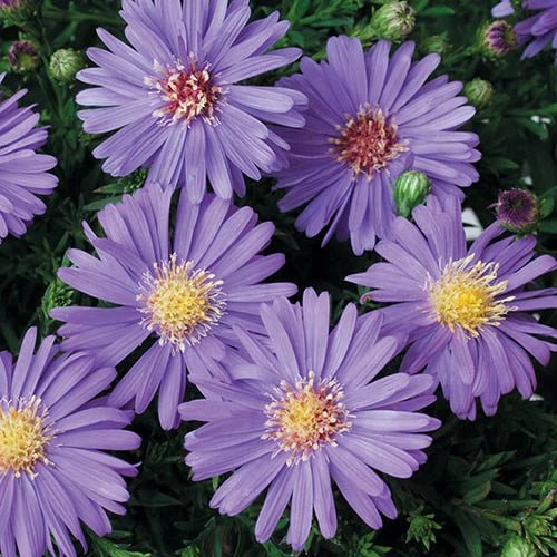 Aster Dumosus 'Autumn Jewels' 6 Aster Dumosus 'Autumn Jewels' - Image 4