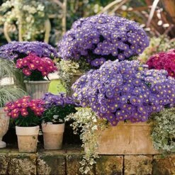 Aster Dumosus 'Autumn Jewels' 17 Aster Dumosus 'Autumn Jewels' -Yougarden Shop 480451 6