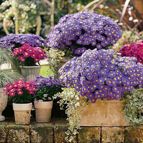 Aster Dumosus 'Autumn Jewels' 9 Aster Dumosus 'Autumn Jewels' - Image 7