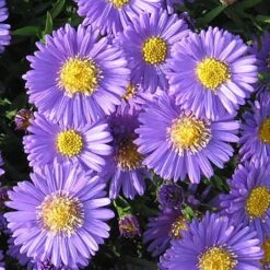 Aster Dumosus 'Autumn Jewels' 18 Aster Dumosus 'Autumn Jewels' -Yougarden Shop 480451 7