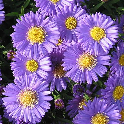 Aster Dumosus 'Autumn Jewels' 10 Aster Dumosus 'Autumn Jewels' - Image 8