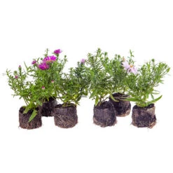 Aster Dumosus 'Autumn Jewels' 19 Aster Dumosus 'Autumn Jewels' -Yougarden Shop 480451 8
