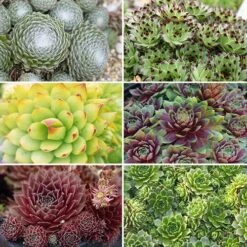 Sempervivum Collection