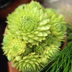 Sempervivum Collection 13 Sempervivum Collection -Yougarden Shop 480458 2