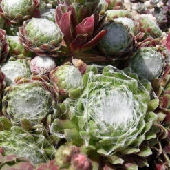 Sempervivum Collection 14 Sempervivum Collection -Yougarden Shop 480458 3