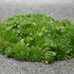 Sempervivum Collection 15 Sempervivum Collection -Yougarden Shop 480458 4