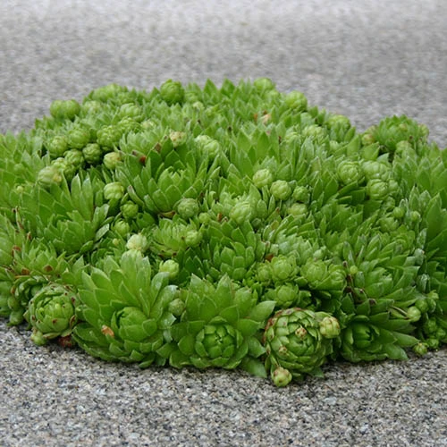 Sempervivum Collection 7 Sempervivum Collection - Image 5