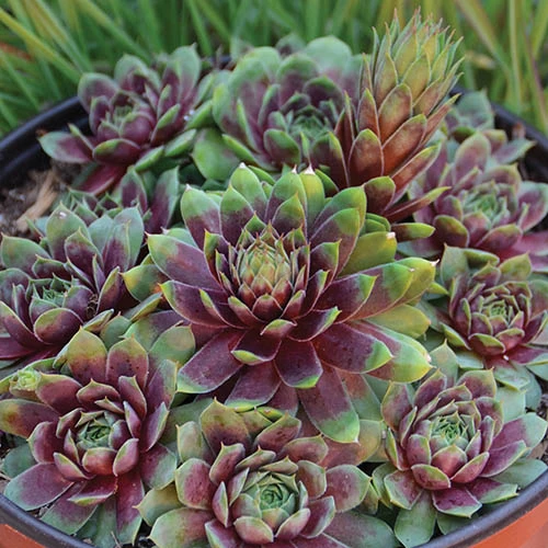 Sempervivum Collection 8 Sempervivum Collection - Image 6