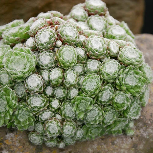 Sempervivum Collection 9 Sempervivum Collection - Image 7