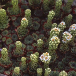 Sempervivum Collection 18 Sempervivum Collection -Yougarden Shop 480458 7