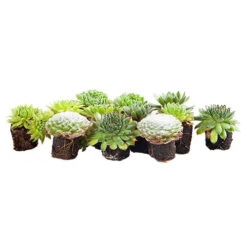 Sempervivum Collection 19 Sempervivum Collection -Yougarden Shop 480458 8