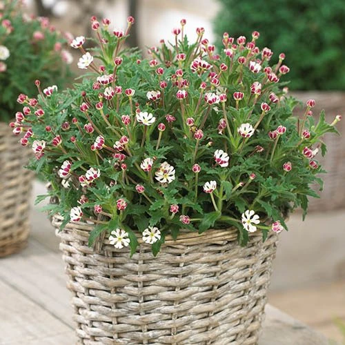 Scented Night Phlox Zaluzianskya Ovata 4 Scented Night Phlox Zaluzianskya Ovata - Image 2