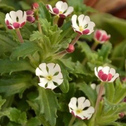 Scented Night Phlox Zaluzianskya Ovata 10 Scented Night Phlox Zaluzianskya Ovata -Yougarden Shop 480460 2