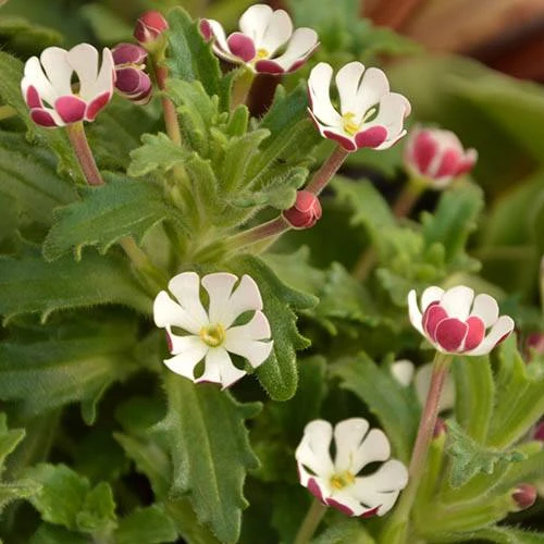 Scented Night Phlox Zaluzianskya Ovata 5 Scented Night Phlox Zaluzianskya Ovata - Image 3