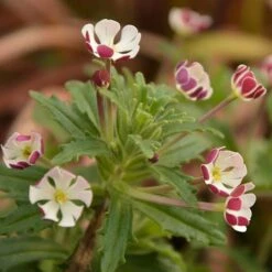 Scented Night Phlox Zaluzianskya Ovata 11 Scented Night Phlox Zaluzianskya Ovata -Yougarden Shop 480460 3