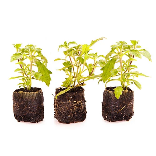 Scented Night Phlox Zaluzianskya Ovata 8 Scented Night Phlox Zaluzianskya Ovata - Image 6