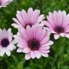 Hardy Osteospermum 'Sennen Sunrise' -Yougarden Shop 480559