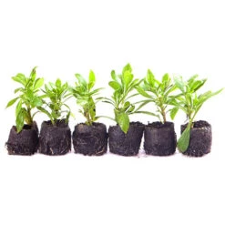 Hardy Osteospermum 'Sennen Sunrise' -Yougarden Shop 480559 2