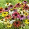 Echinacea 'Cheyenne Spirit' -Yougarden Shop 480567