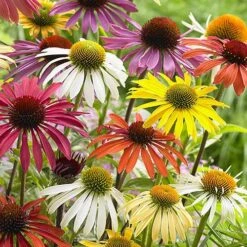 Echinacea 'Cheyenne Spirit' -Yougarden Shop 480567 2
