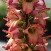 Foxglove Digitalis 'Illumination Flame' 2 Foxglove Digitalis 'Illumination Flame' -Yougarden Shop 480579