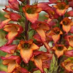 Foxglove Digitalis 'Illumination Flame' -Yougarden Shop 480579 2