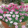 Pinks Garden Pleasure Collection 2 Pinks Garden Pleasure Collection -Yougarden Shop 480687