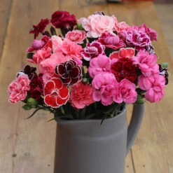 Pinks Garden Pleasure Collection 18 Pinks Garden Pleasure Collection -Yougarden Shop 480687 7