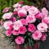 Pinks 'I Love You' 1 Pinks 'I Love You' -Yougarden Shop 480689