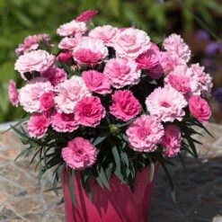 Pinks 'I Love You' -Yougarden Shop 480689 2