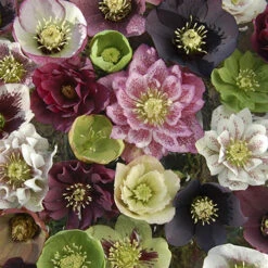 Hellebore 'Double Queen' Mix 9 Hellebore 'Double Queen' Mix -Yougarden Shop 480728 2